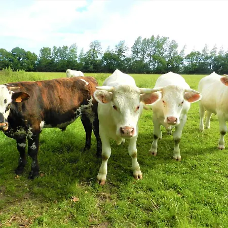Дом отдыха Les Hirondelles - Bord De Et Campagne Траси-сюр-Мер