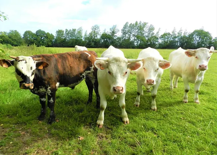 Σπίτι διακοπών Les Hirondelles - Bord De Et Campagne Tracy-sur-Mer
